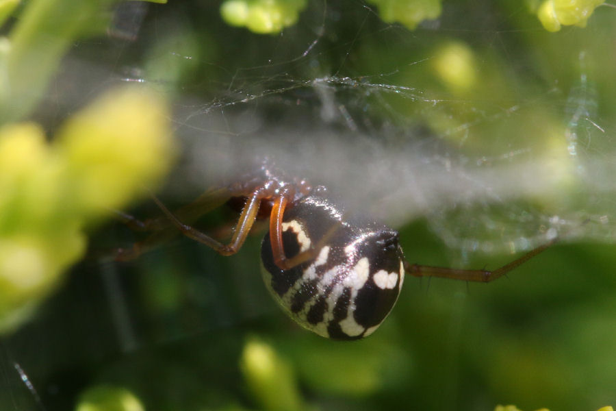 Linyphiidae: Neriene radiata ?  No, Frontinellina frutetorum, femmina