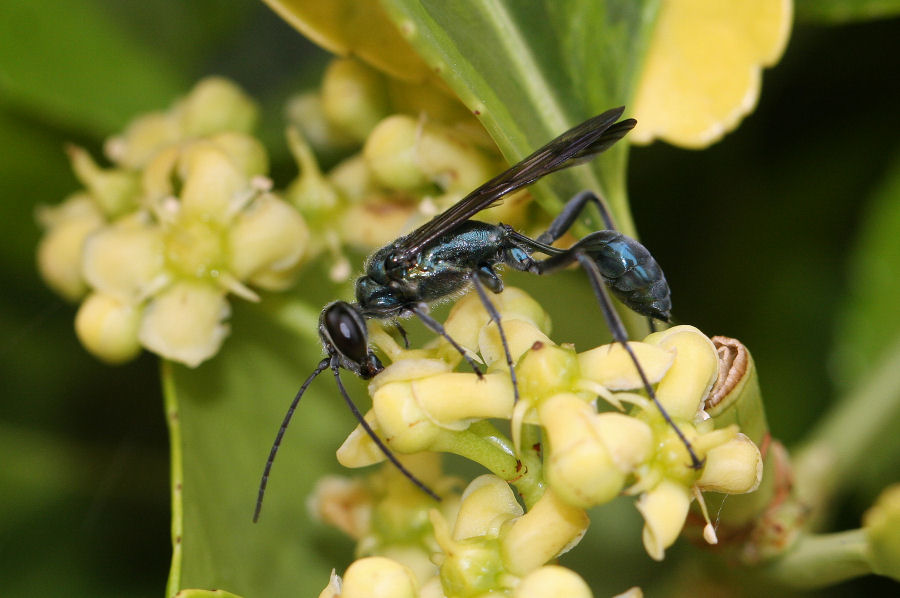 Chalybion bengalense, Sphecidae