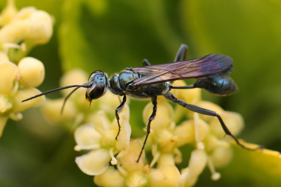 Chalybion bengalense, Sphecidae