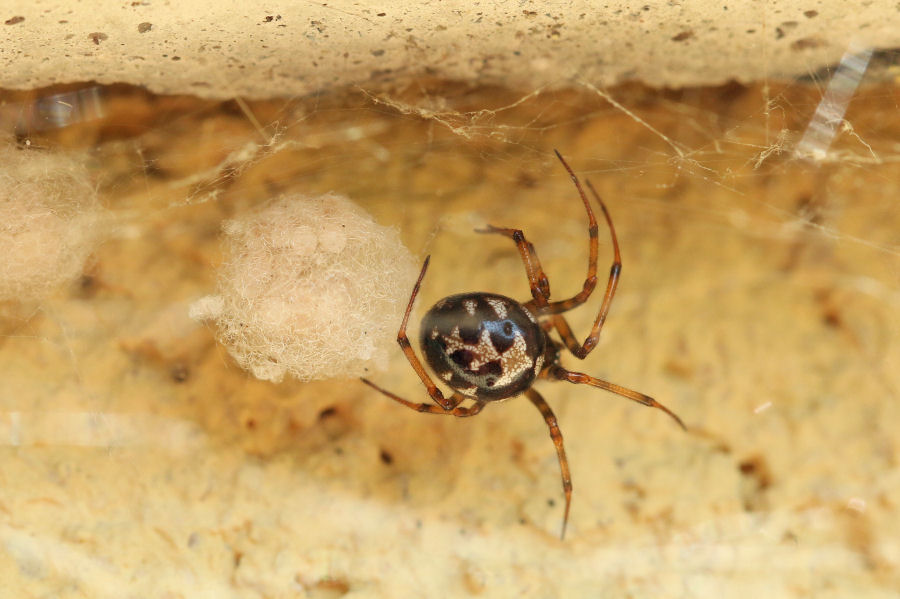 Steatoda triangulosa con prole - Castel Maggiore (BO)