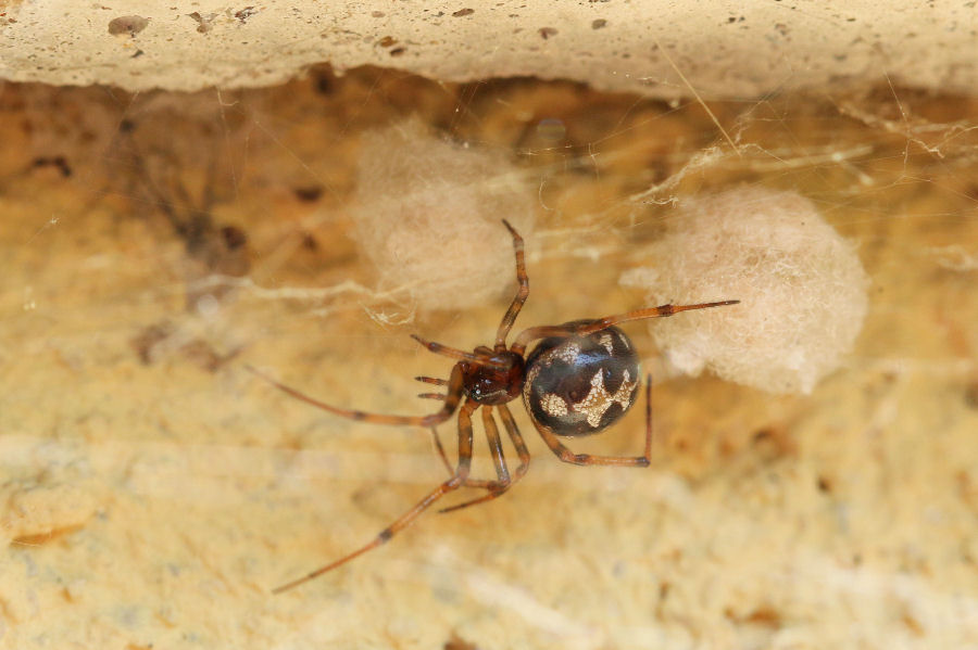 Steatoda triangulosa con prole - Castel Maggiore (BO)