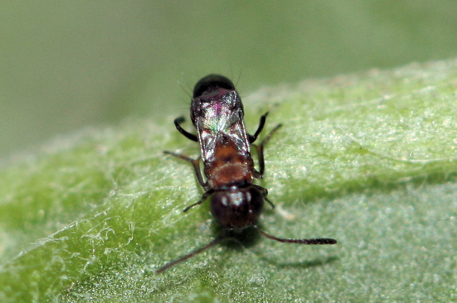 Microimenottero: Encyrtidae