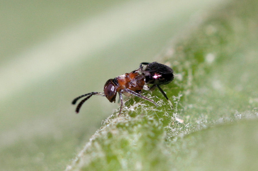 Microimenottero: Encyrtidae