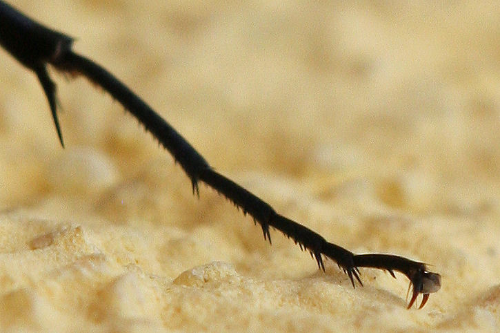 Chalybion bengalense, Sphecidae