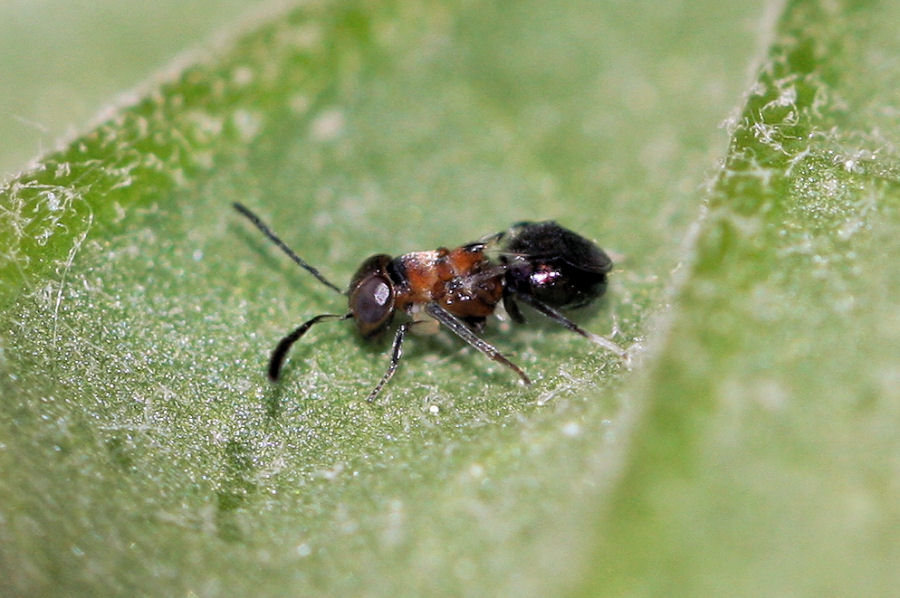 Microimenottero: Encyrtidae