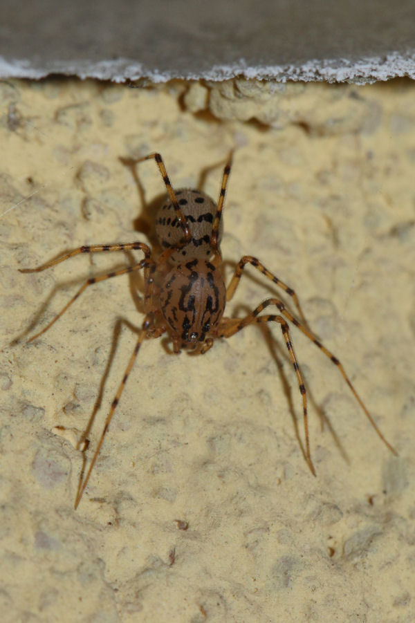 Scytodes thoracica - Castel Maggiore (BO)