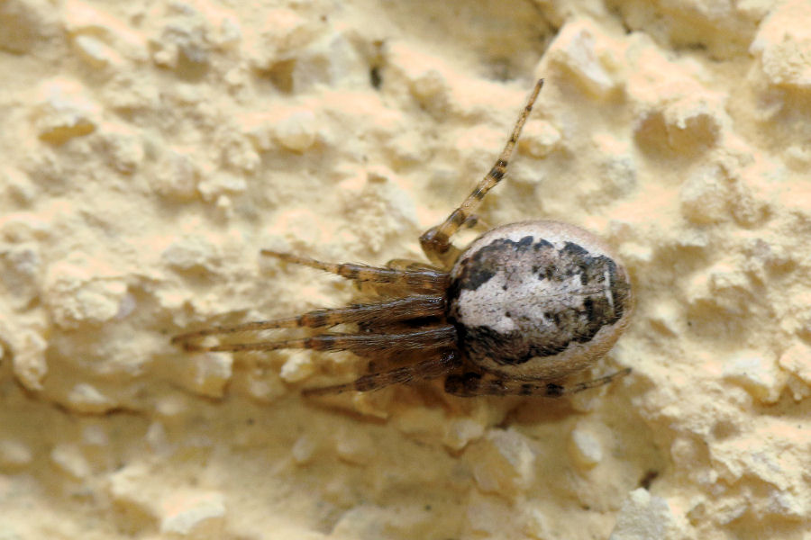 Zygiella sp. ?  S, Xygiella cfr.  x-notata  - Castel Maggiore (BO)