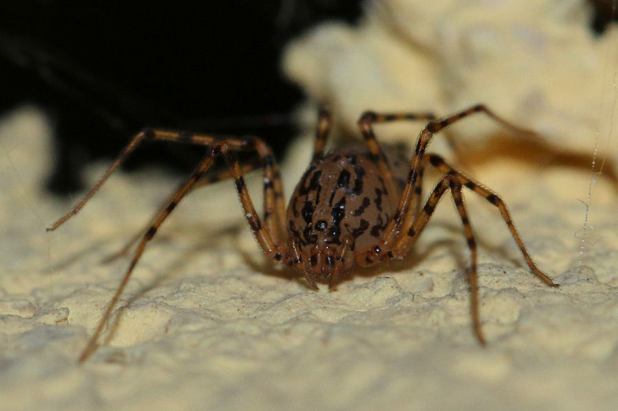 Scytodes thoracica - Castel Maggiore (BO)
