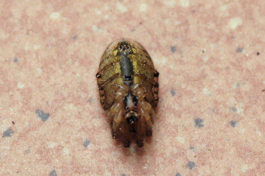 Zygiella sp. ?  S, Xygiella cfr.  x-notata  - Castel Maggiore (BO)