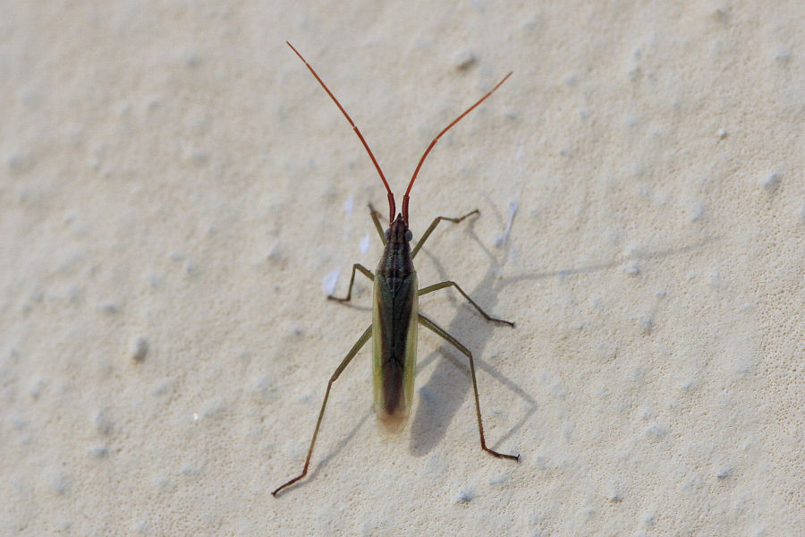 Miridae: Trigonotylus cfr. pulchellus dell''Emilia (BO)