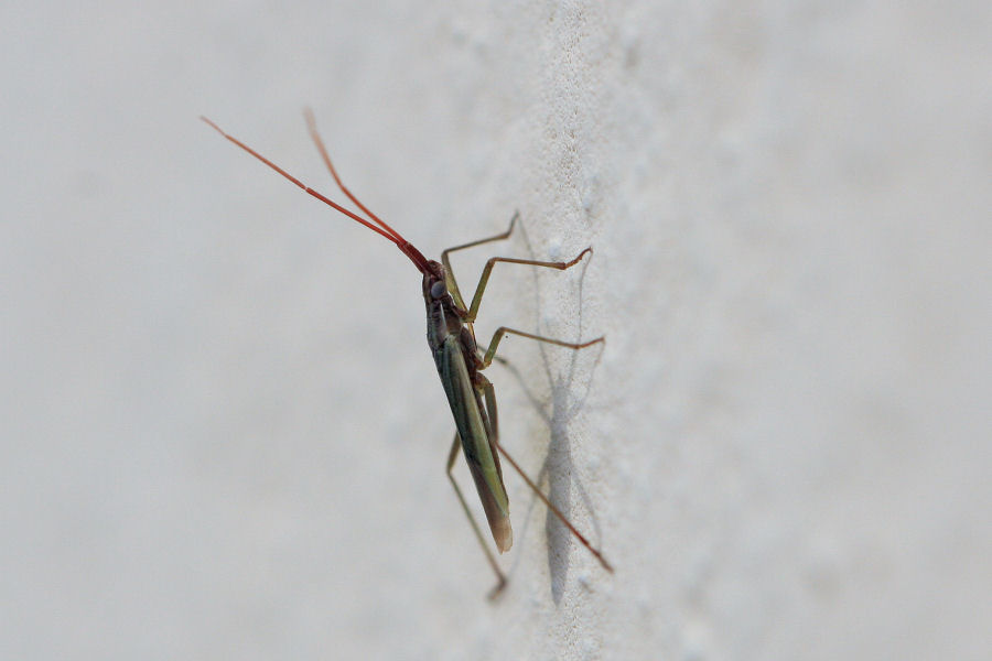 Miridae: Trigonotylus cfr. pulchellus dell''Emilia (BO)