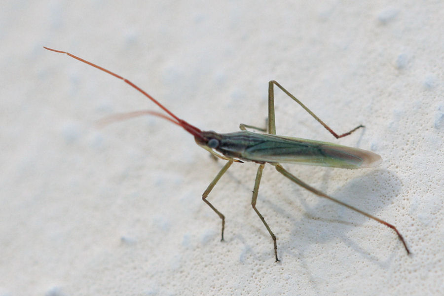 Miridae: Trigonotylus cfr. pulchellus dell''Emilia (BO)