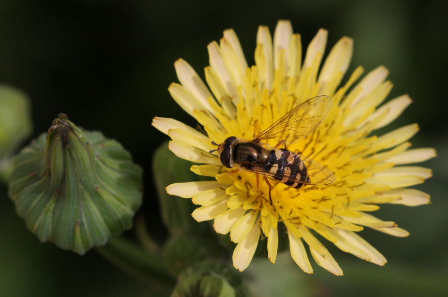Syrphidae: Eupeodes sp.