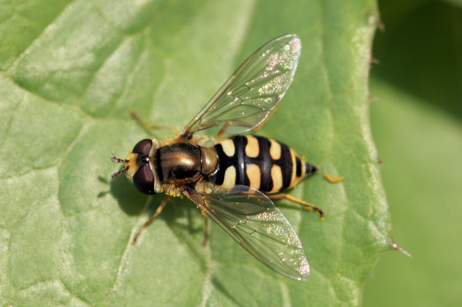 Syrphidae: Eupeodes sp.