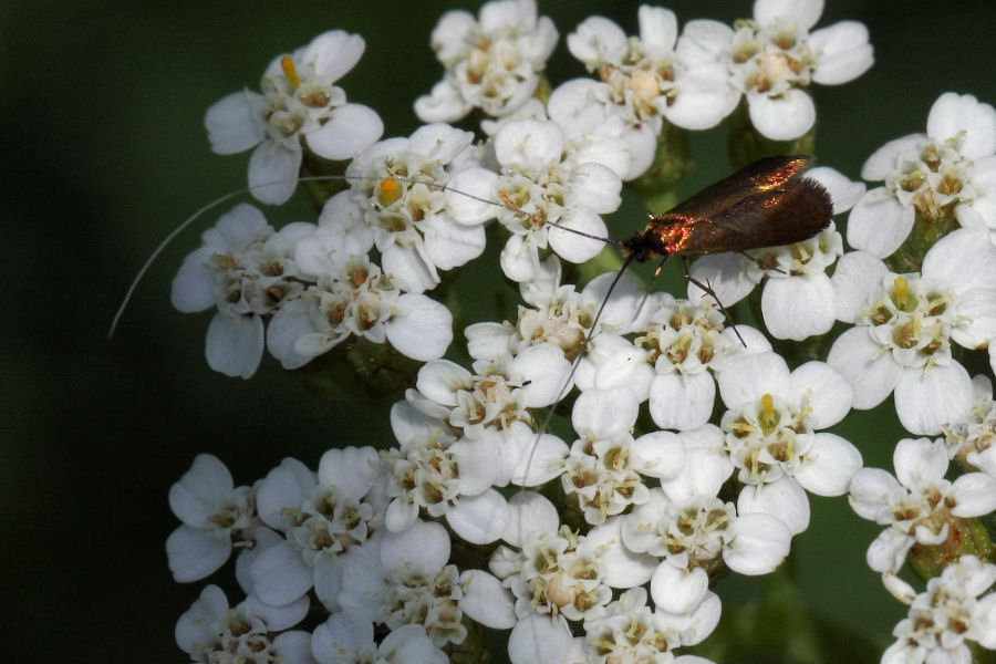 Nemophora metallica ?