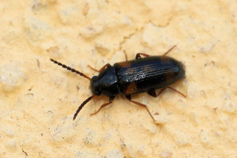 Tenebrionidae, Alleculinae, Mycetochara quadrimaculata