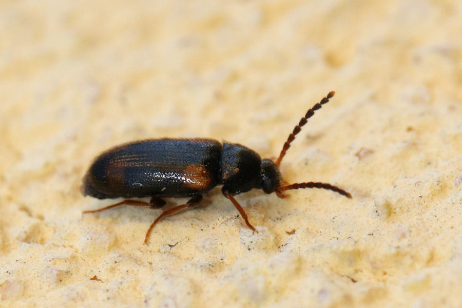 Tenebrionidae, Alleculinae, Mycetochara quadrimaculata