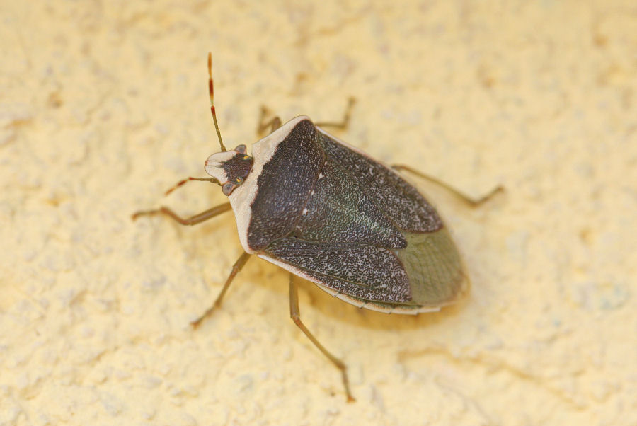 Pentatomidae: Nezara viridula forma torquata (SS)