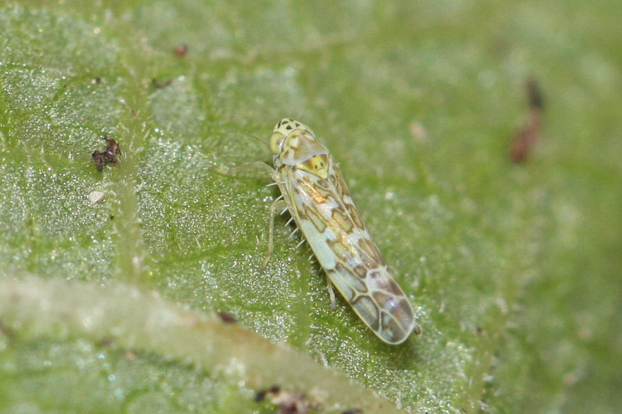 Eupteryx decemnotata su salvia Emilia Romagna