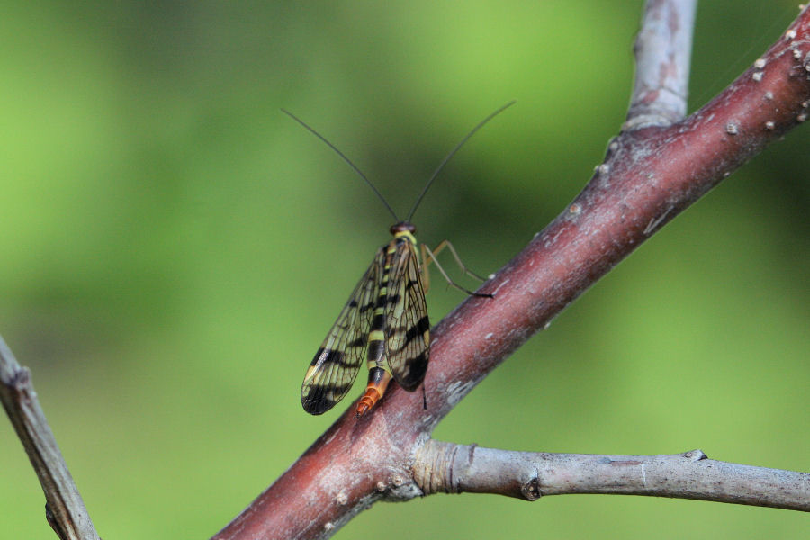 Panorpa sp.