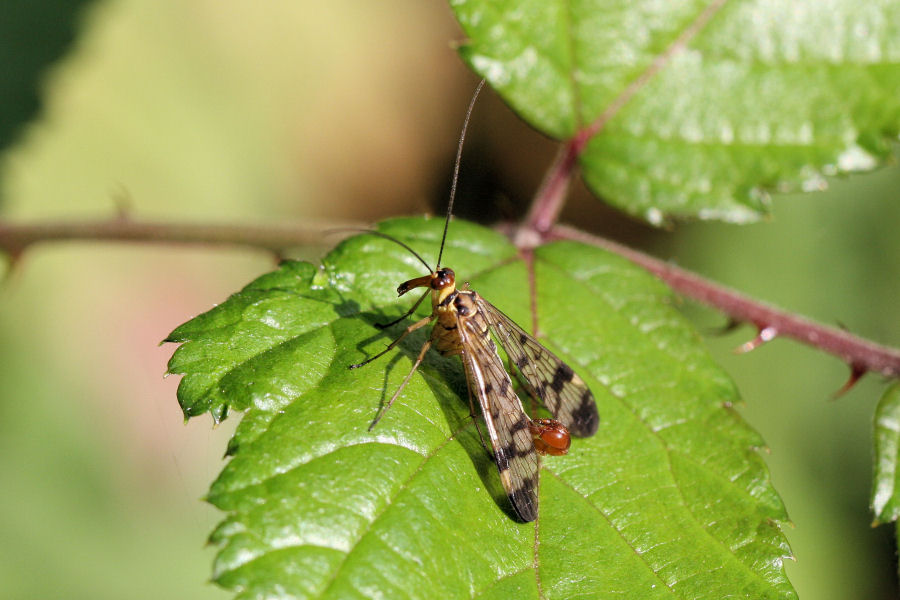 Panorpa sp.