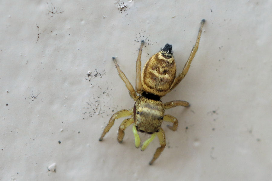 Heliophanus tribulosus - Castel Maggiore (BO)