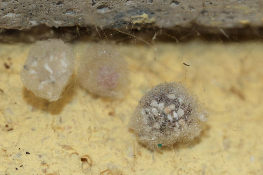 Steatoda triangulosa con prole - Castel Maggiore (BO)
