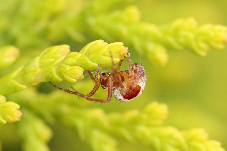 Araneus sturmi  -  Castel Maggiore (BO)