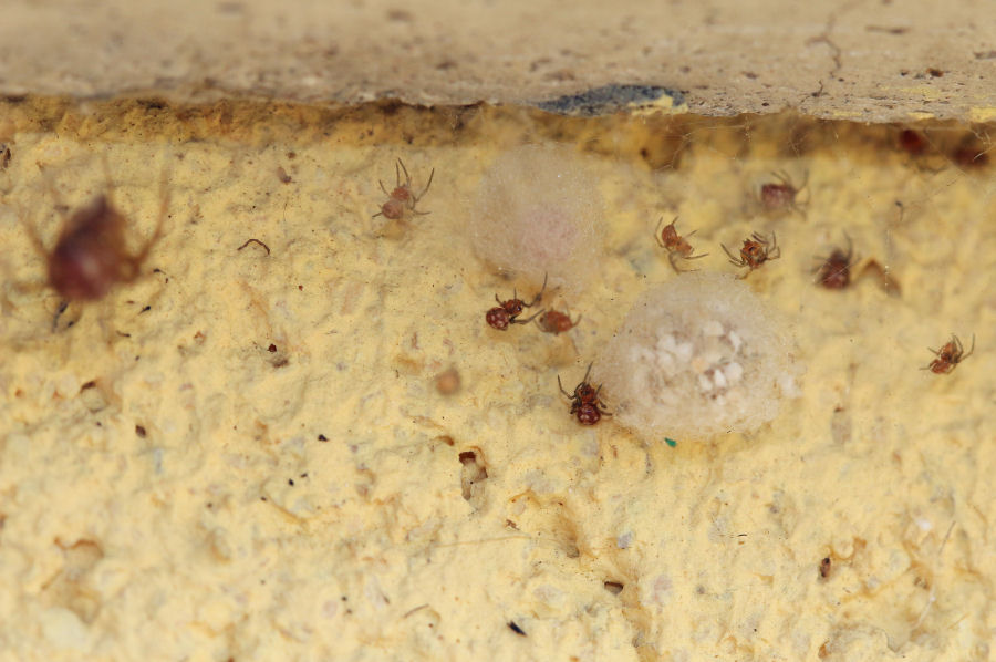 Steatoda triangulosa con prole - Castel Maggiore (BO)