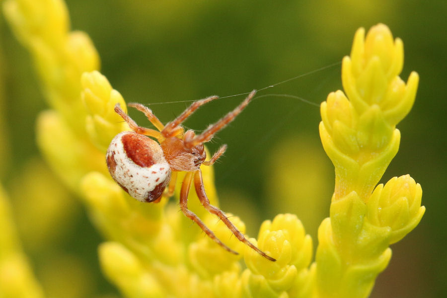 Araneus sturmi  -  Castel Maggiore (BO)