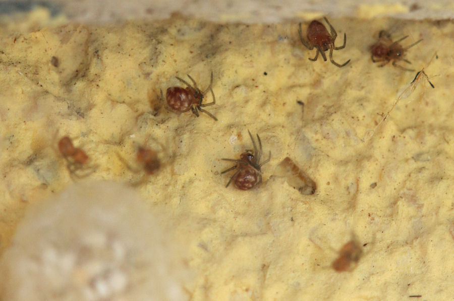 Steatoda triangulosa con prole - Castel Maggiore (BO)
