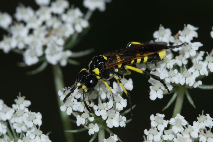 Tenthredinidae: Tenthredo sp.?