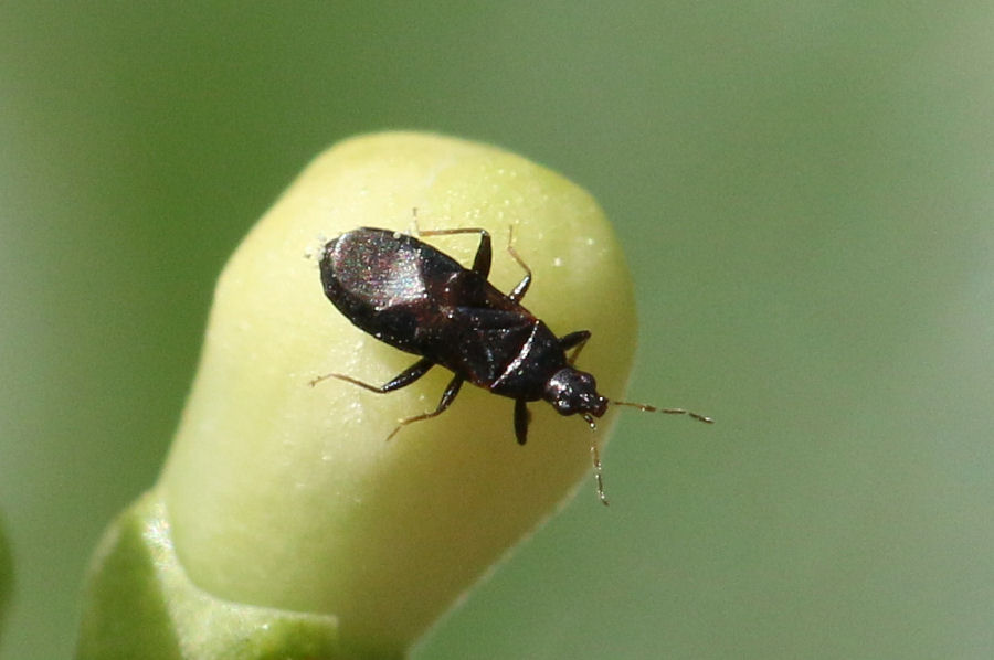Anthocoridae. Dufouriellus ater di Castel Maggiore (BO)