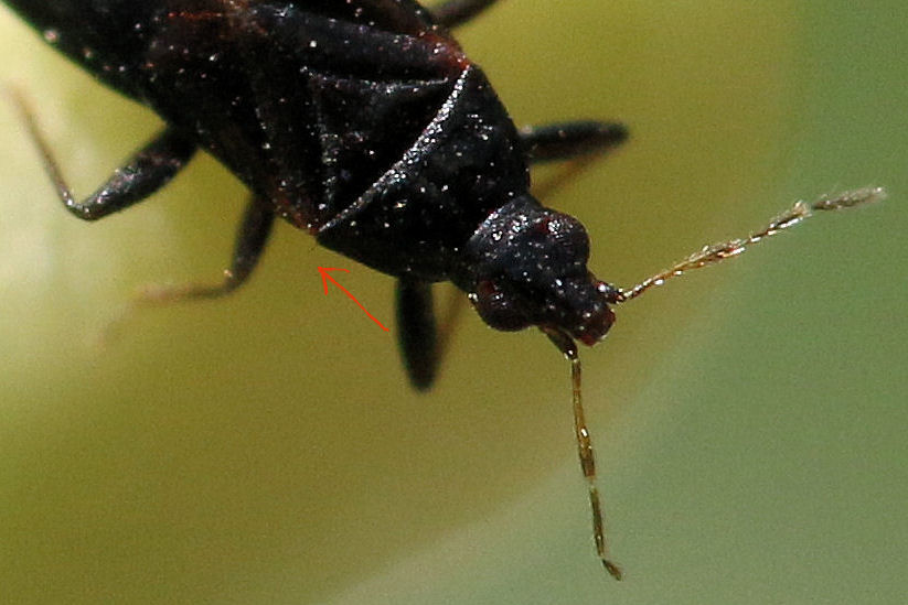 Anthocoridae. Dufouriellus ater di Castel Maggiore (BO)