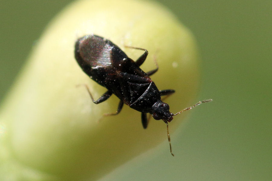 Anthocoridae. Dufouriellus ater di Castel Maggiore (BO)