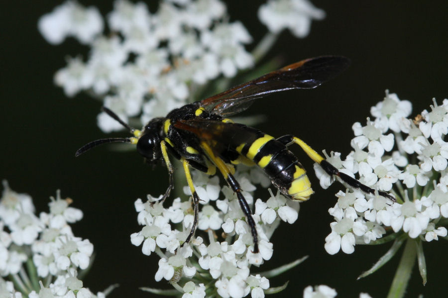 Tenthredinidae: Tenthredo sp.?