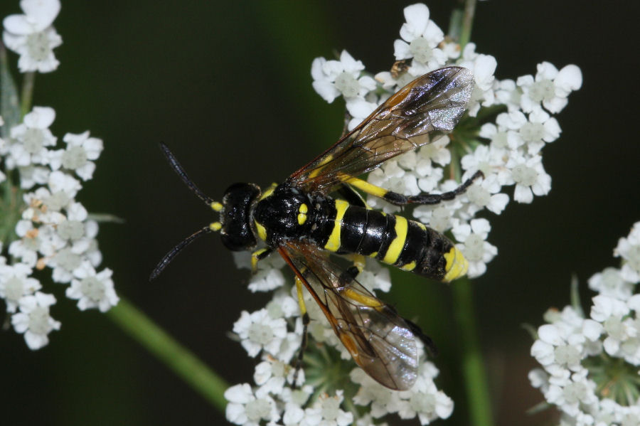 Tenthredinidae: Tenthredo sp.?