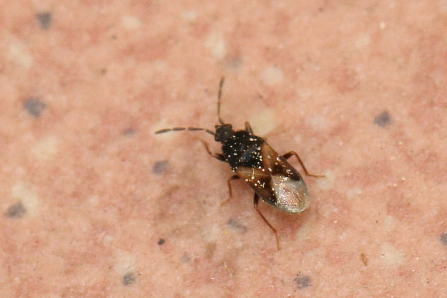 Lygaeidae: Tropistethus sp.