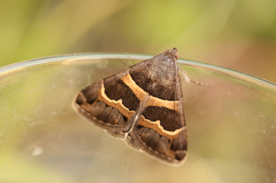 Bruco da id - Grammodes stolida