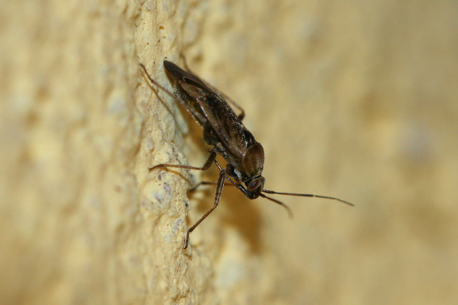 Miridae : Lygus rugulipennis dell''Emilia (BO)