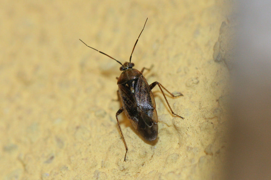 Miridae : Lygus rugulipennis dell''Emilia (BO)