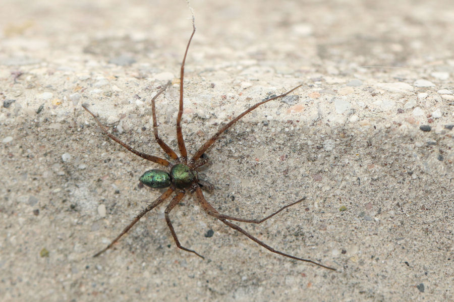 Maschio di Philodromus sp.   - Castel Maggiore (BO)