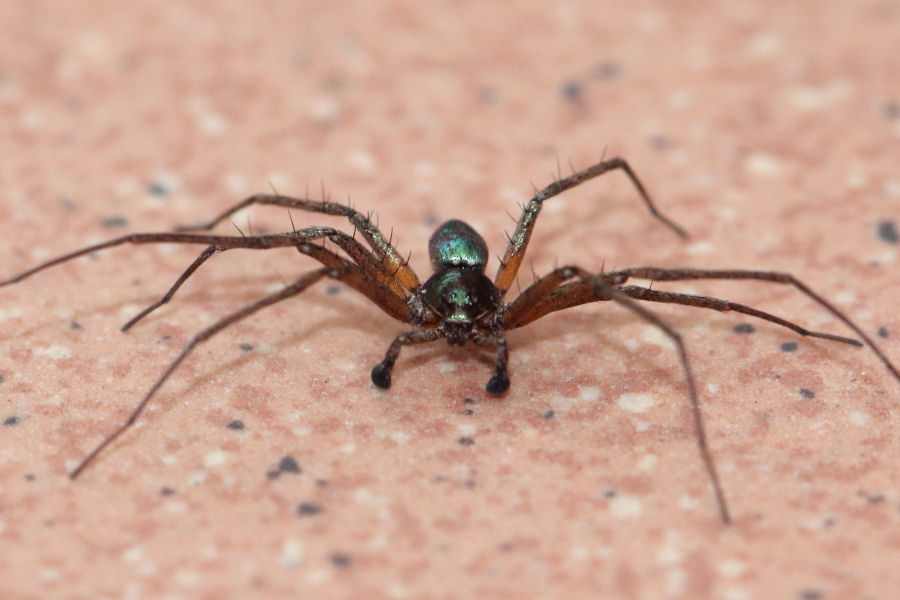 Maschio di Philodromus sp.   - Castel Maggiore (BO)