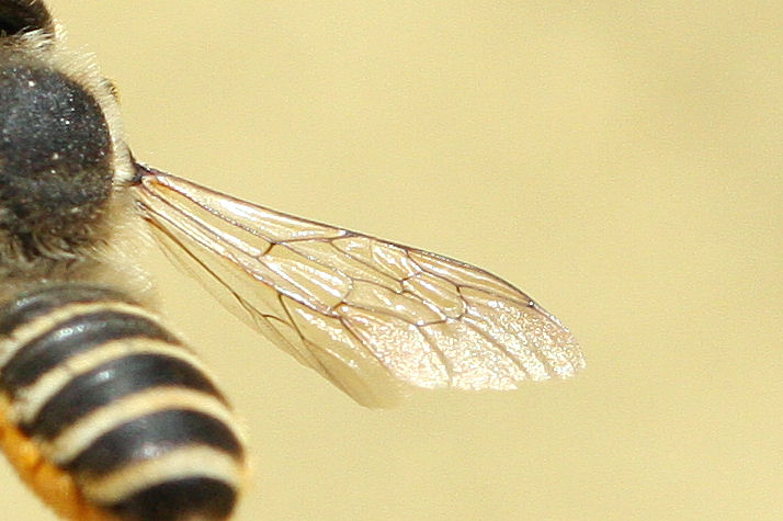 Ancora Megachile sp.