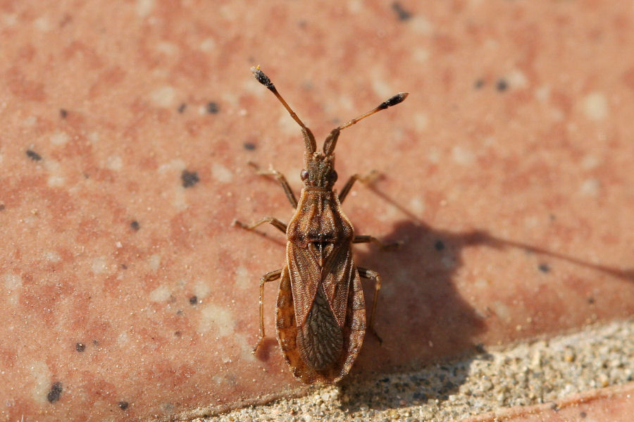 Coreidae: Spathocera lobata dell''Emilia (Bo)