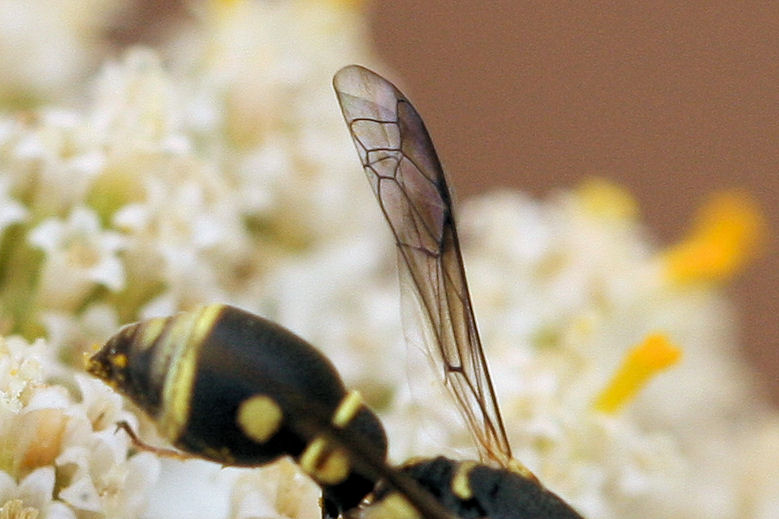 Leptochilus regulus,  Vespidae Eumeninae