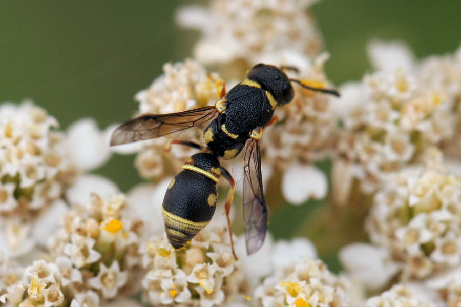 Leptochilus regulus,  Vespidae Eumeninae