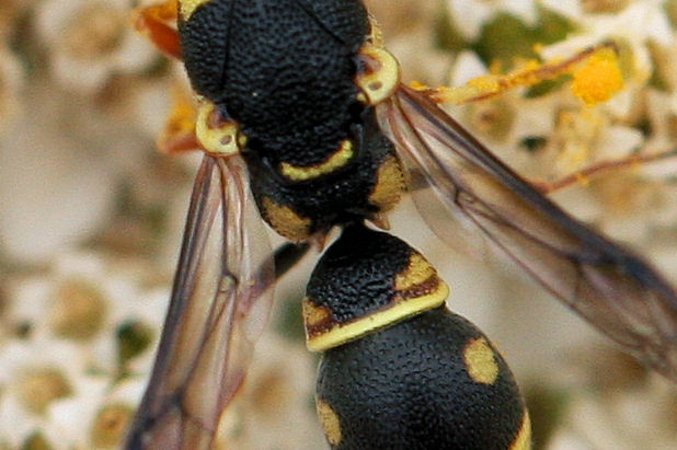 Leptochilus regulus,  Vespidae Eumeninae