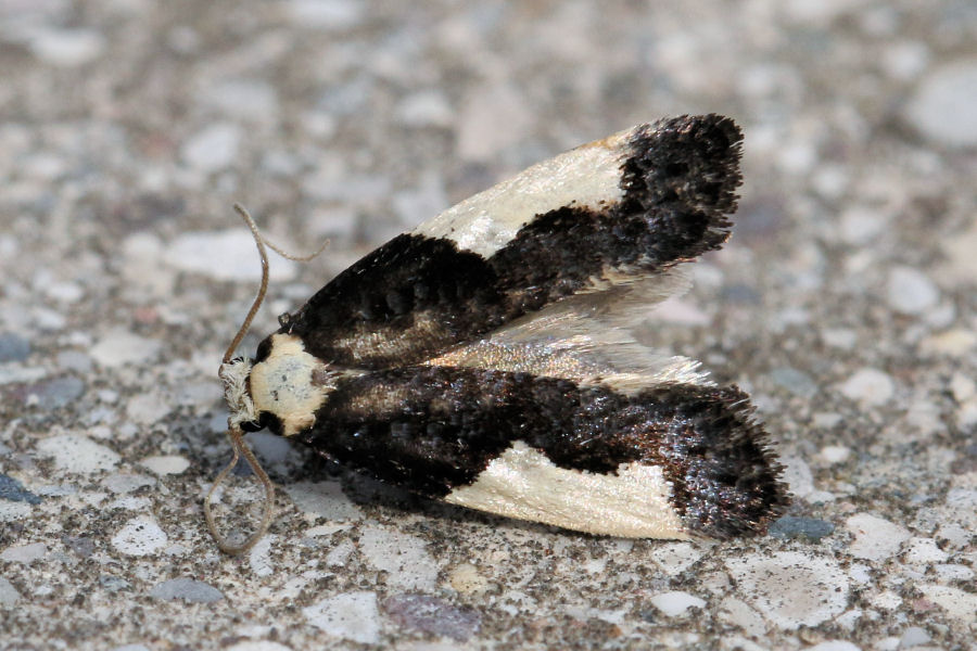Identificazione farfallina bianco/nera - Monopis monachella, Tineidae