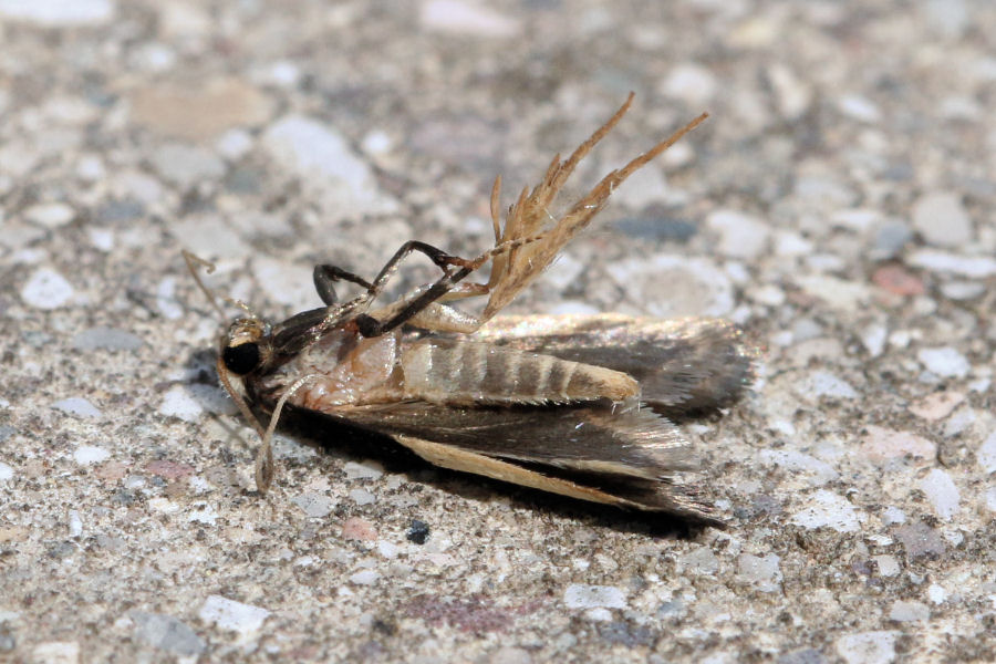 Identificazione farfallina bianco/nera - Monopis monachella, Tineidae